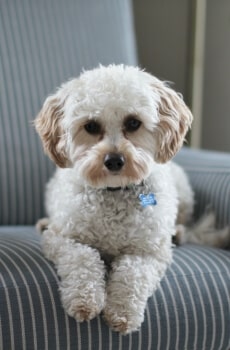 I nostri amici animali, sono loro malgrado potenziali vettori di pericolose malattie e portatori di dannosi microorganismi.Filtrare l'aria che condividiamo con loro aiuta la nostra salute.