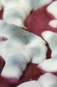 L'ozono disinfesta da microrganismi patogeni, cimici da letto, acari, blatte, muffe e tarme